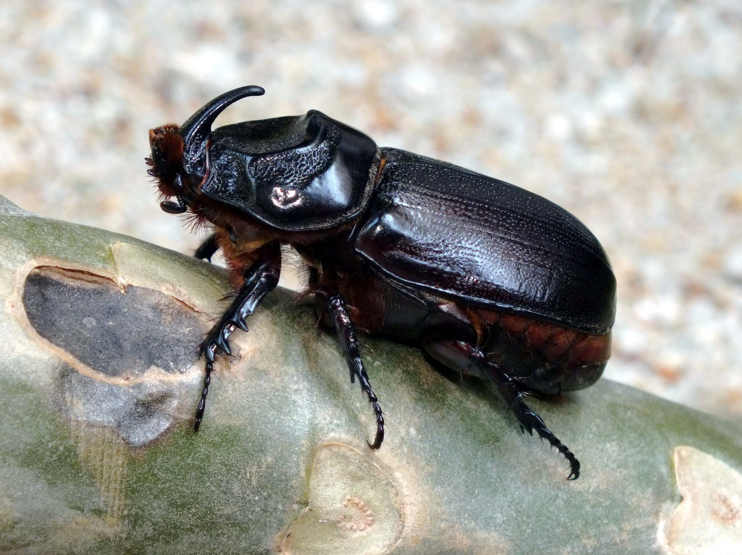 Indian rhinoceros beetle (Oryctes rhinoceros). Photo by Len Worthington, licensed under CC BY-SA 2.0 via Wikimedia Commons.