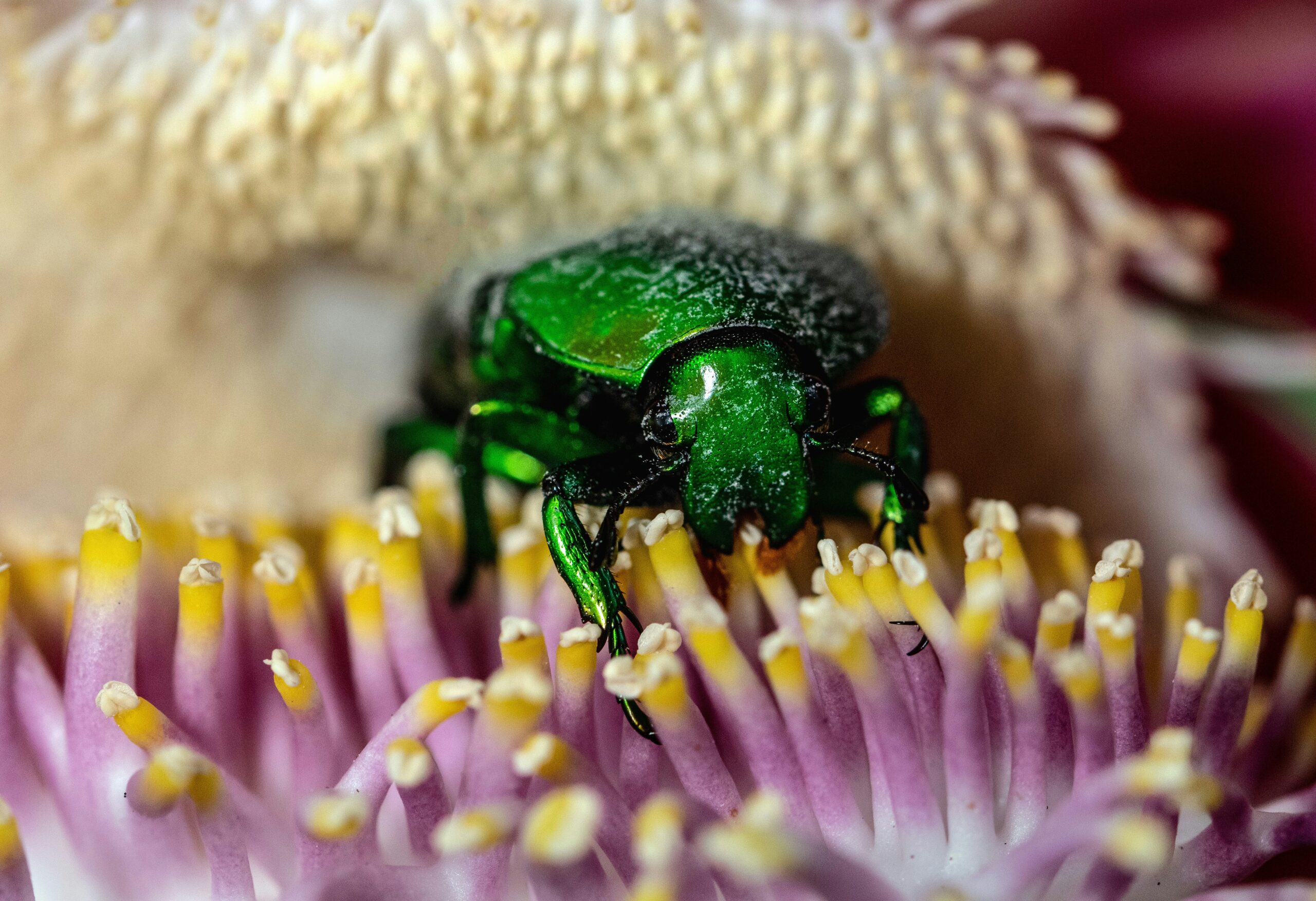 Beetles: The Most Diverse Insects on Earth