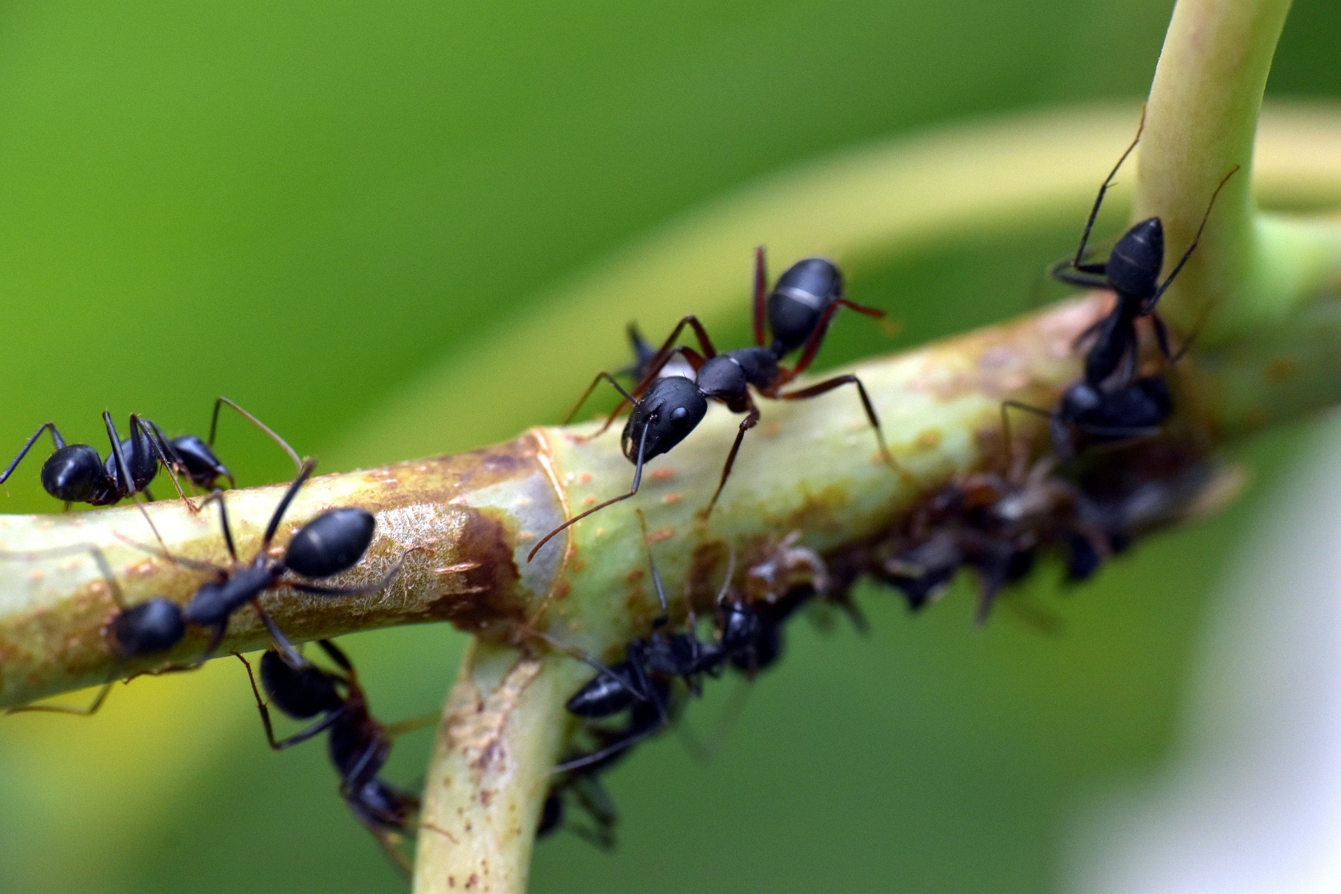 Amazing Facts About Ants: The Small Insects That Rule the Earth